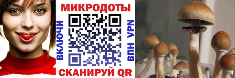 наркошоп  Трёхгорный  Псилоцибиновые грибы Cubensis 